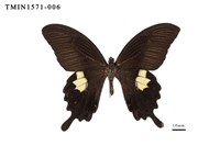 藏品(白紋鳳蝶)的圖片